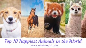 Discover the Top 10 Happiest Animals in the World