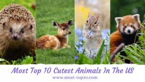 Most Top 10 Cutest Animals In The US