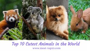 Top 10 Cutest Animals in the World